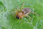 muisspin (drassodes cupreus) 5-2012 8778